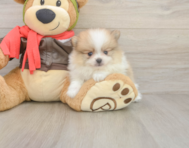 8 week old Pomeranian Puppy For Sale - Puppy Love PR