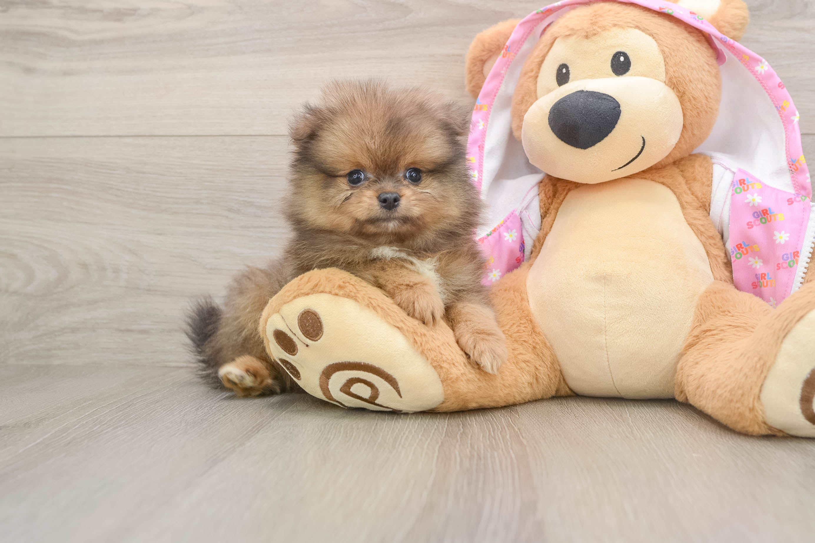 Best Pomeranian Baby