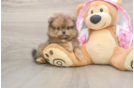 Best Pomeranian Baby