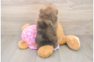 Playful Pomeranian Purebred Pup
