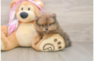 Sweet Pom Pom Purebred Puppy