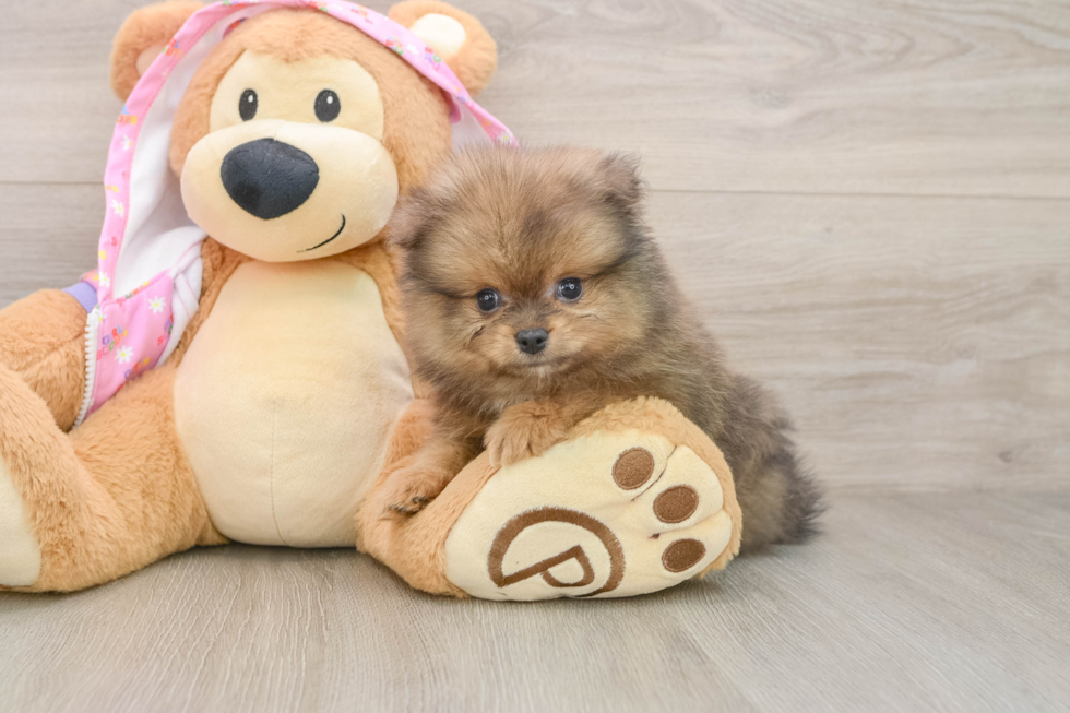 Sweet Pom Pom Purebred Puppy