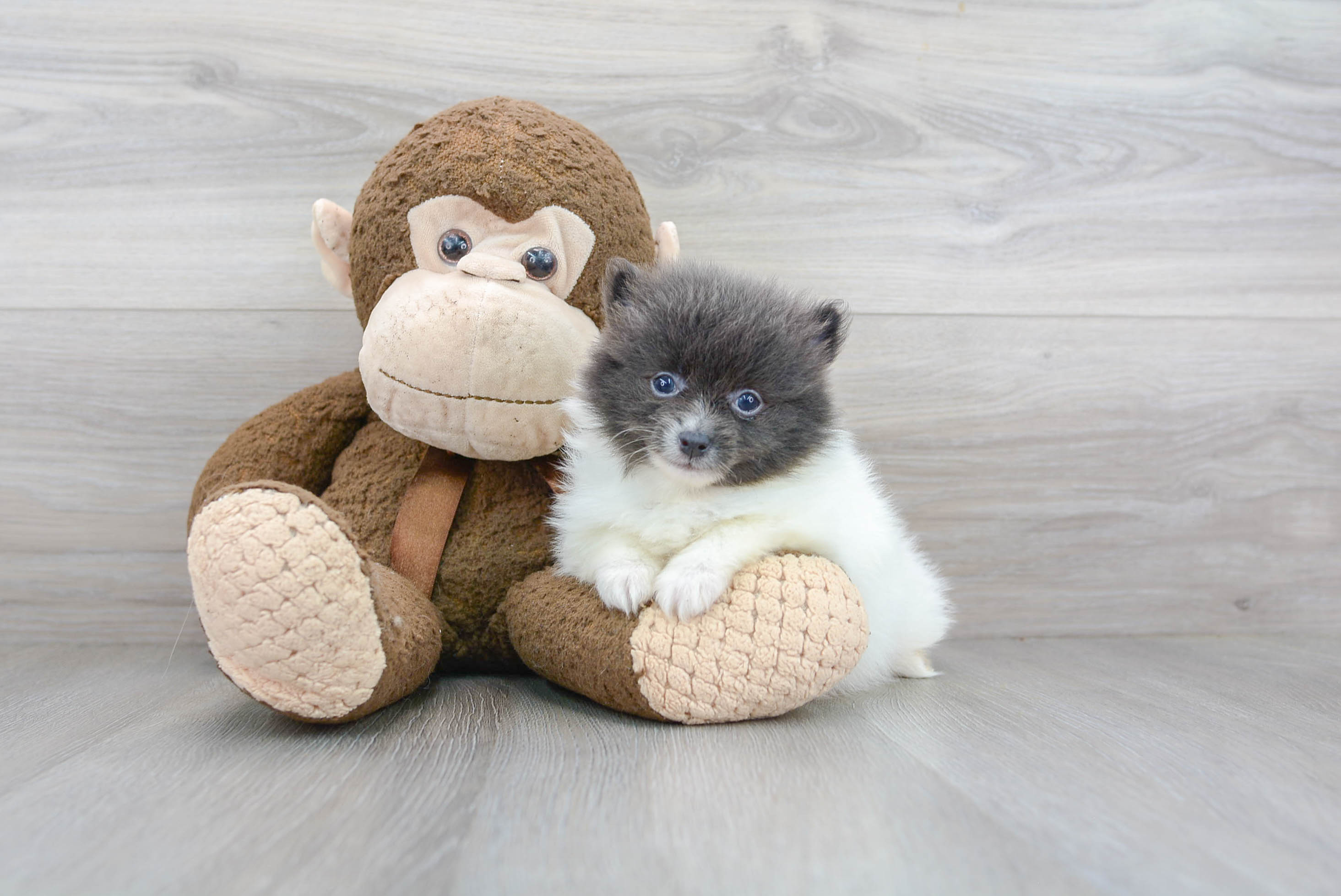 Cute Pomeranian Purebred Pup