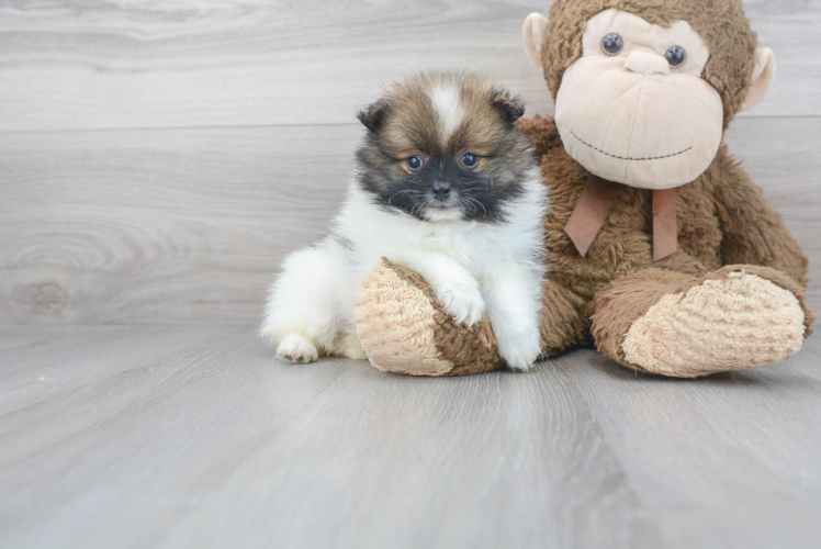 Meet Dax - our Pomeranian Puppy Photo 1/3 - Puppy Love PR Cute Pomeranian Baby