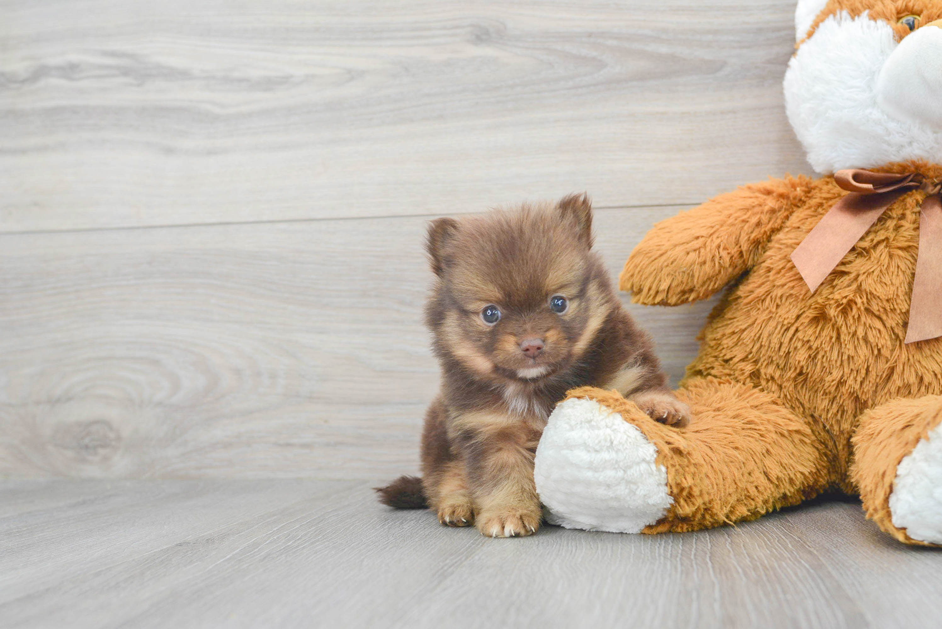 Pomeranian Puppy for Adoption