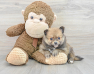 6 week old Pomeranian Puppy For Sale - Puppy Love PR
