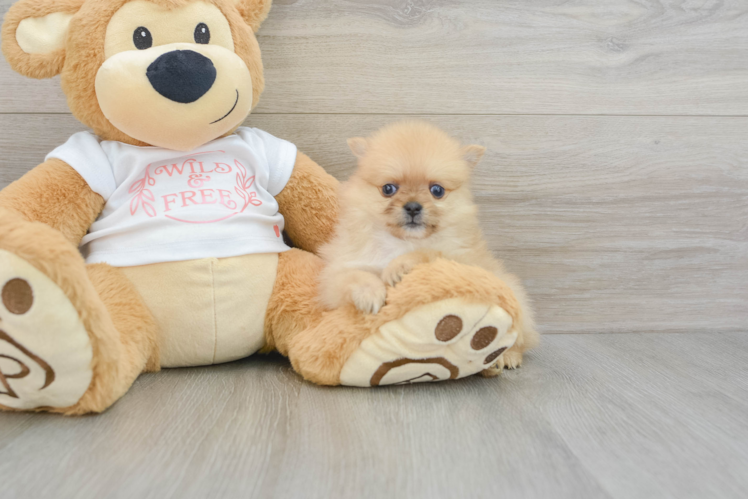 Petite Pom Dog Purebred Puppy