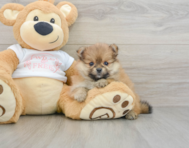 8 week old Pomeranian Puppy For Sale - Puppy Love PR