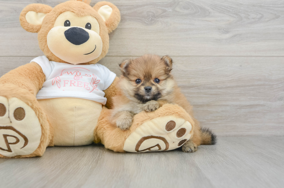 5 week old Pomeranian Puppy For Sale - Puppy Love PR