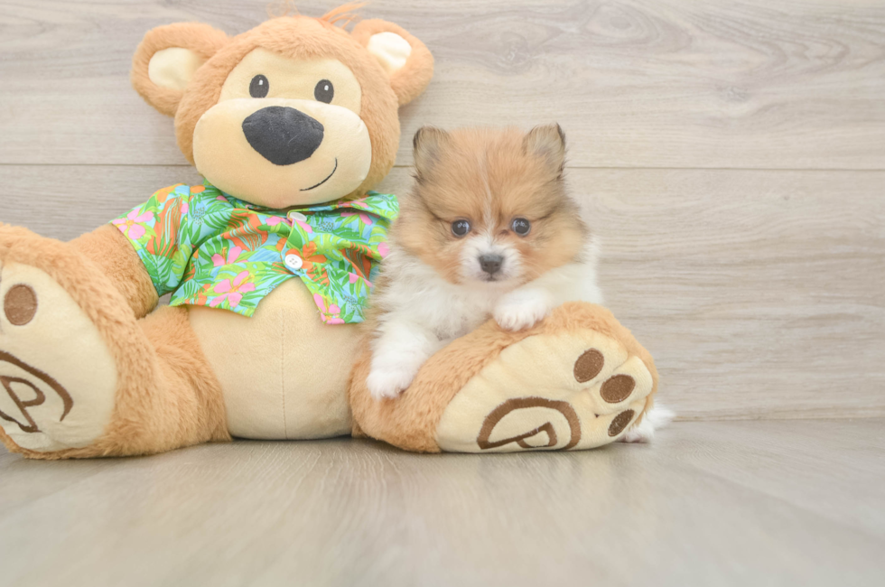 5 week old Pomeranian Puppy For Sale - Puppy Love PR