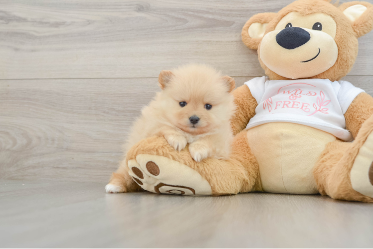 Friendly Pomeranian Baby