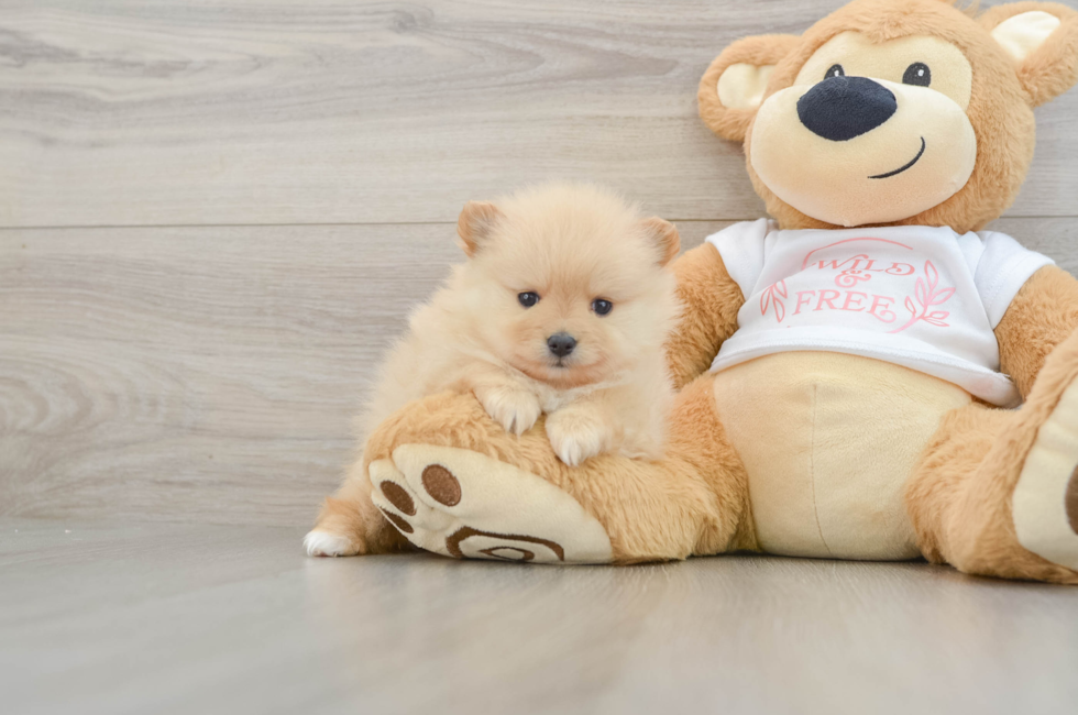 5 week old Pomeranian Puppy For Sale - Puppy Love PR
