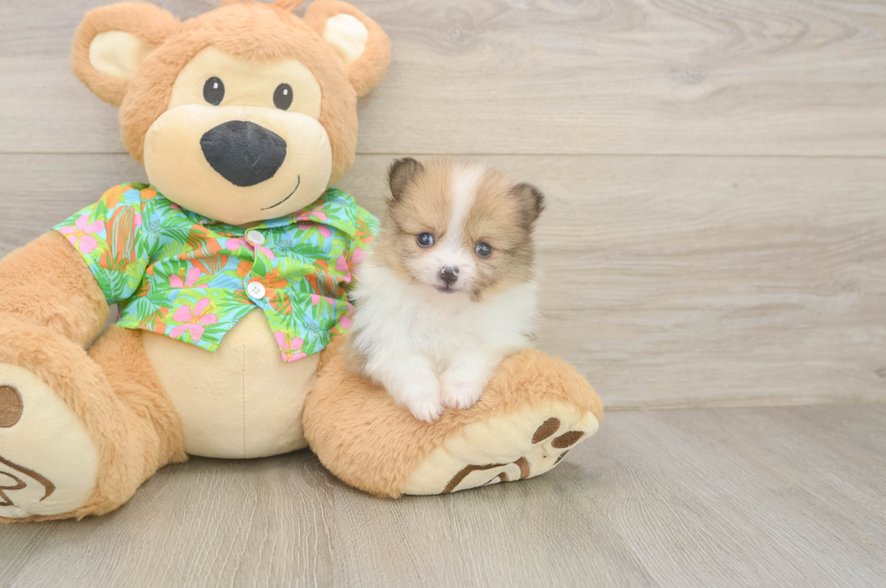 5 week old Pomeranian Puppy For Sale - Puppy Love PR