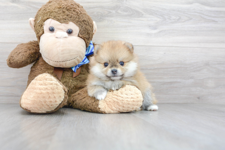 Pomeranian Pup Being Cute