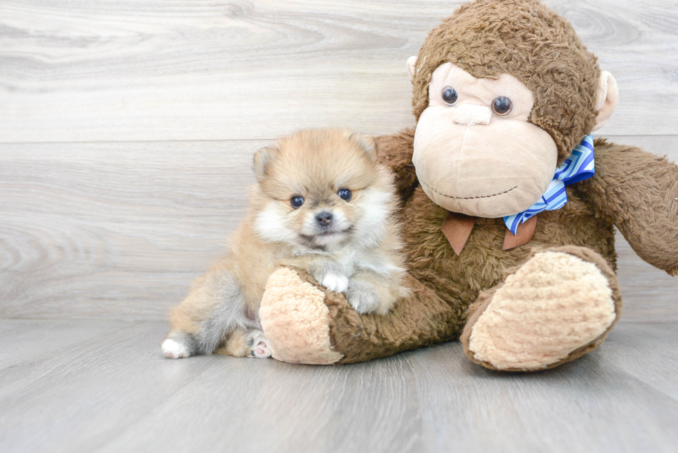 Cute Pomeranian Baby