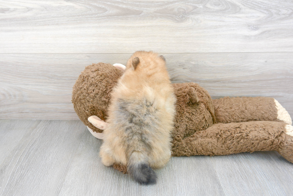 Pomeranian Pup Being Cute