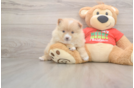 Pomeranian Pup Being Cute