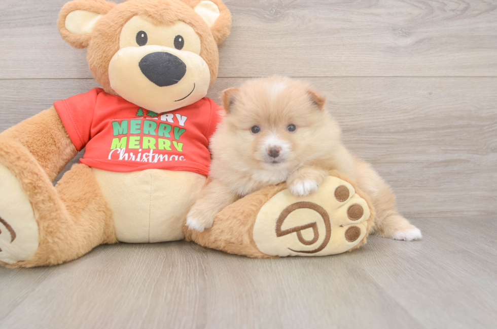 5 week old Pomeranian Puppy For Sale - Puppy Love PR