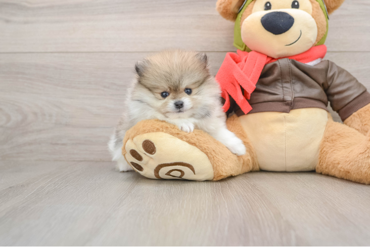 Hypoallergenic Pomeranian Purebred Pup