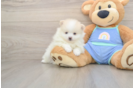 Friendly Pomeranian Purebred Pup