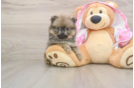 Pomeranian Puppy for Adoption