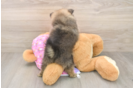 Pomeranian Pup Being Cute