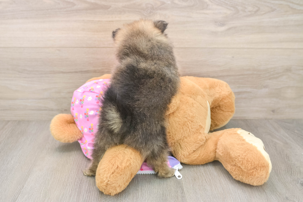Pomeranian Pup Being Cute