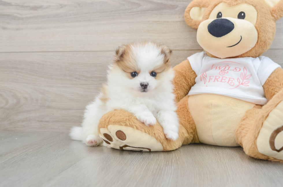 5 week old Pomeranian Puppy For Sale - Puppy Love PR