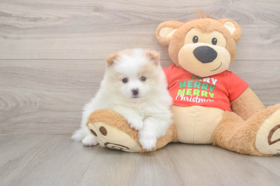 5 week old Pomeranian Puppy For Sale - Puppy Love PR