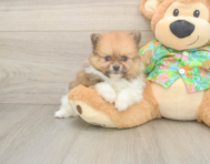 5 week old Pomeranian Puppy For Sale - Puppy Love PR