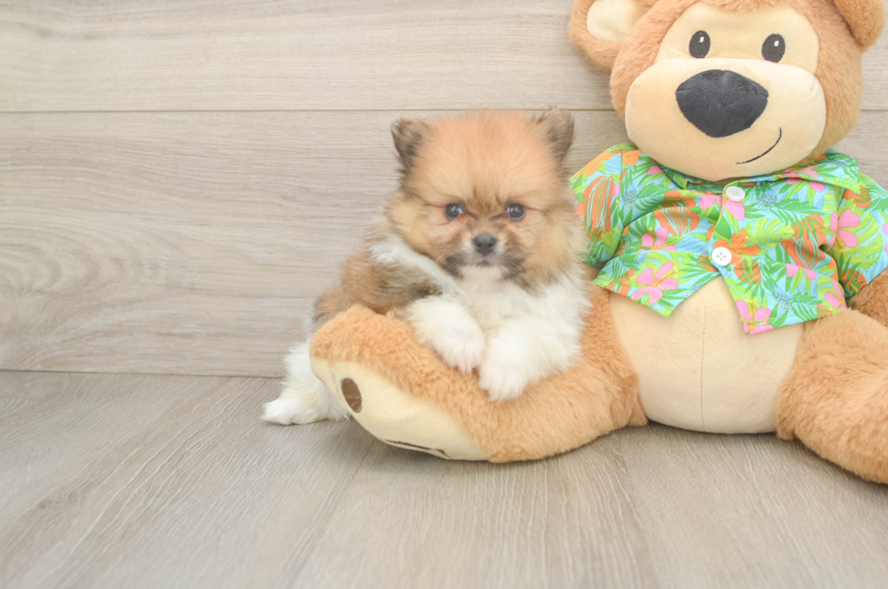 5 week old Pomeranian Puppy For Sale - Puppy Love PR