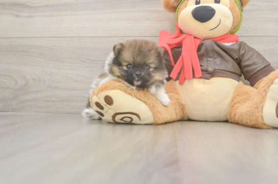 5 week old Pomeranian Puppy For Sale - Puppy Love PR Playful Pomeranian Baby
