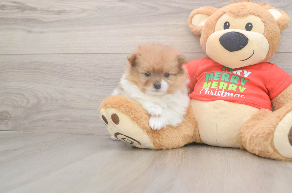 5 week old Pomeranian Puppy For Sale - Puppy Love PR