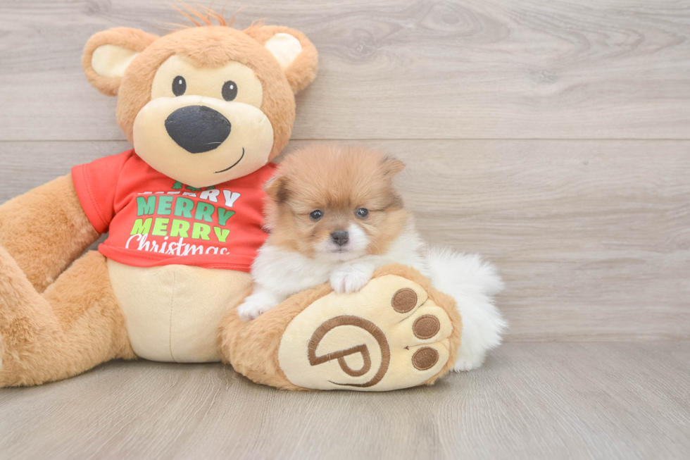 Pomeranian Pup Being Cute
