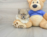 8 week old Pomeranian Puppy For Sale - Puppy Love PR