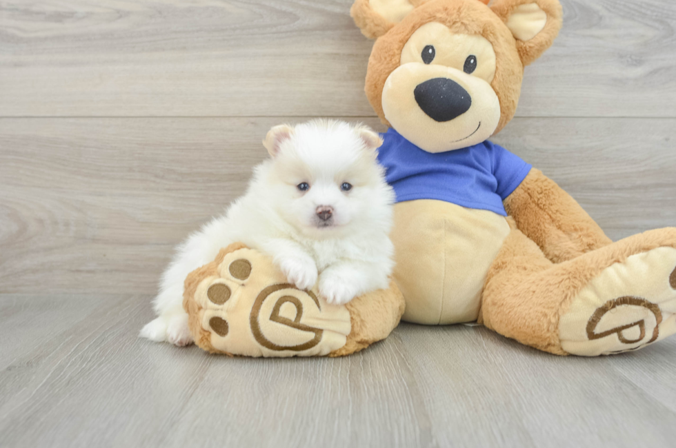 7 week old Pomeranian Puppy For Sale - Puppy Love PR