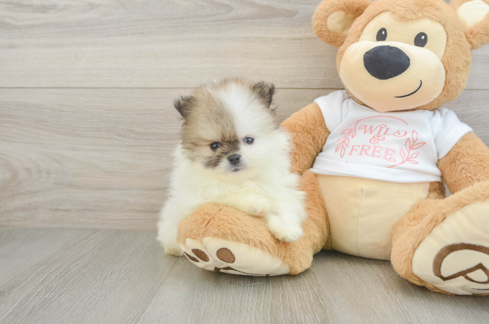 6 week old Pomeranian Puppy For Sale - Puppy Love PR