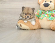 5 week old Pomeranian Puppy For Sale - Puppy Love PR