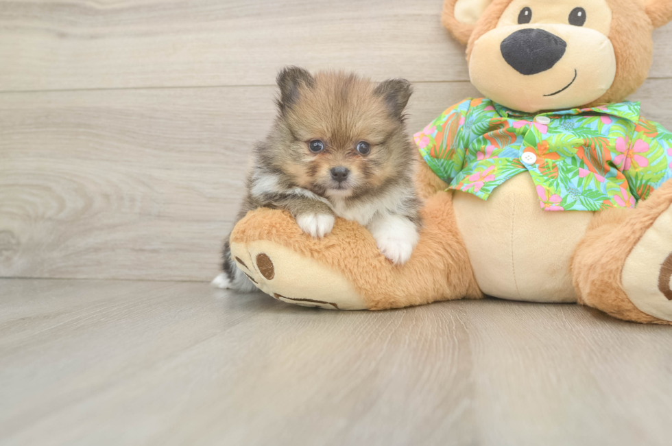 5 week old Pomeranian Puppy For Sale - Puppy Love PR