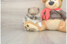Pomeranian Puppy for Adoption