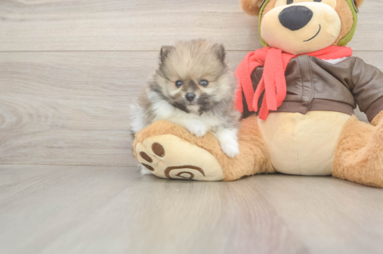 5 week old Pomeranian Puppy For Sale - Puppy Love PR Pomeranian Puppy for Adoption