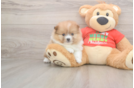 Pomeranian Pup Being Cute