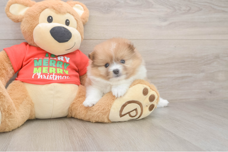 Playful Pomeranian Purebred Pup