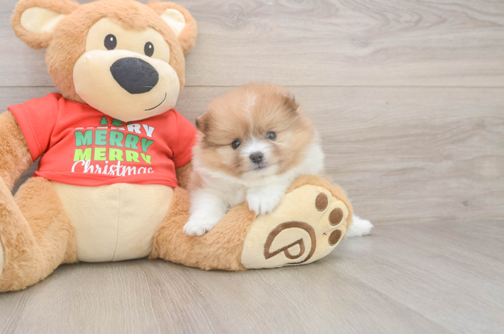 5 week old Pomeranian Puppy For Sale - Puppy Love PR