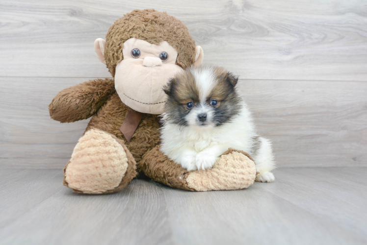Meet Drew - our Pomeranian Puppy Photo 1/3 - Puppy Love PR Pomeranian Pup Being Cute