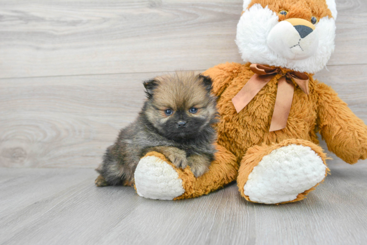 Meet Ebony - our Pomeranian Puppy Photo 1/3 - Puppy Love PR Pomeranian Puppy for Adoption