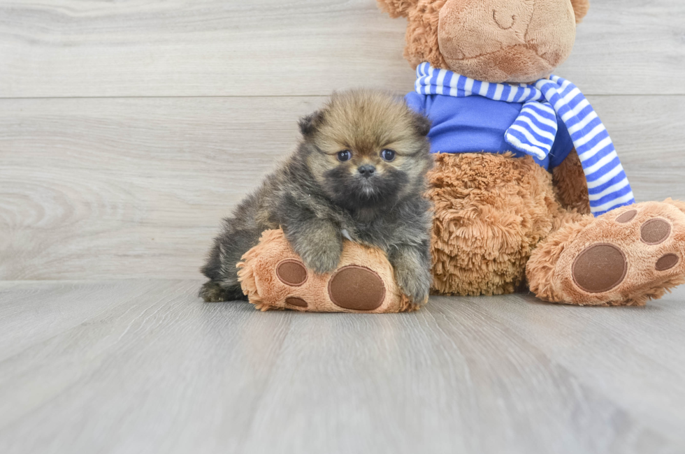7 week old Pomeranian Puppy For Sale - Puppy Love PR
