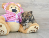 8 week old Pomeranian Puppy For Sale - Puppy Love PR