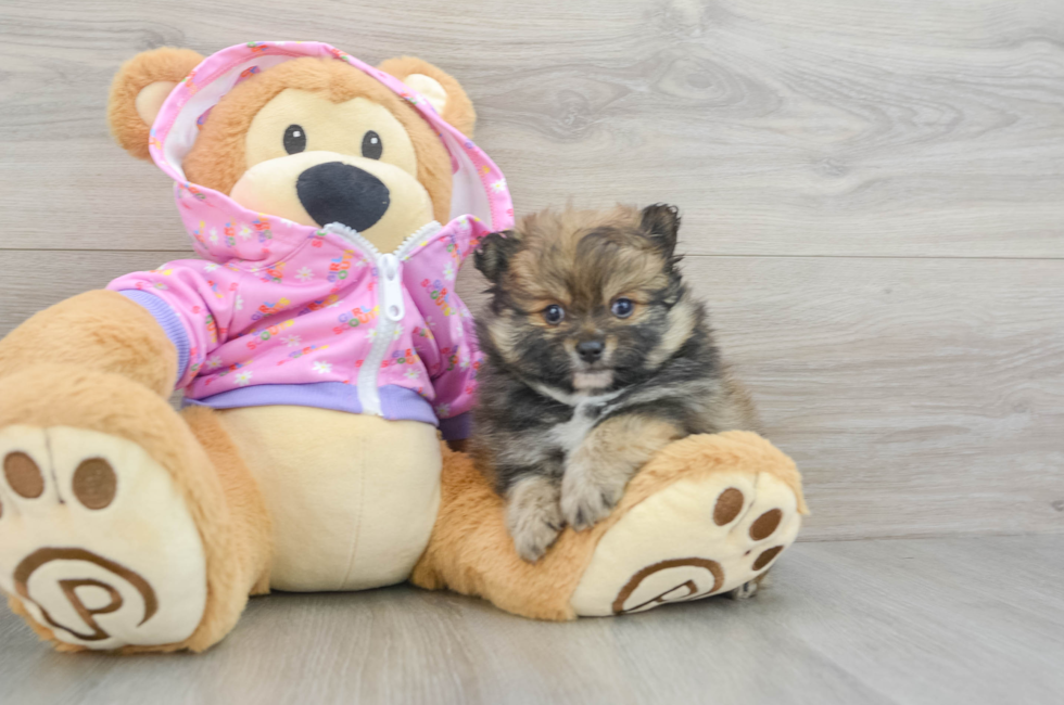 8 week old Pomeranian Puppy For Sale - Puppy Love PR