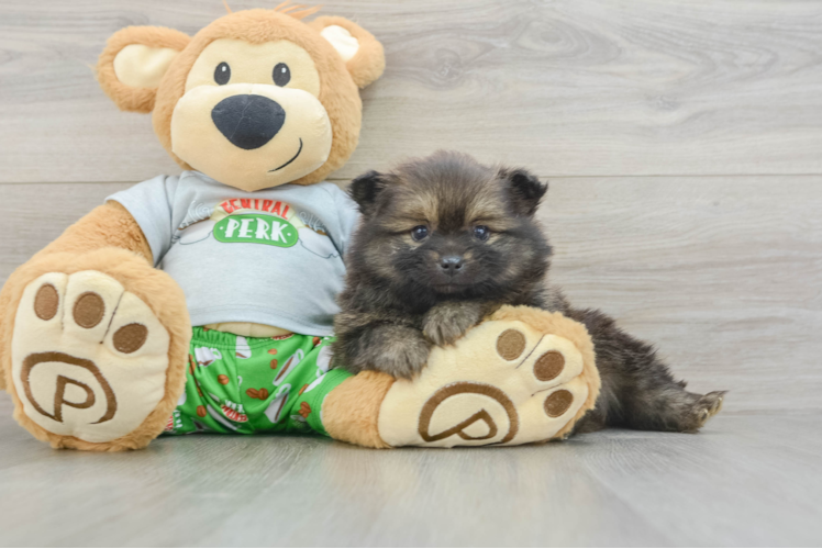 Best Pomeranian Baby